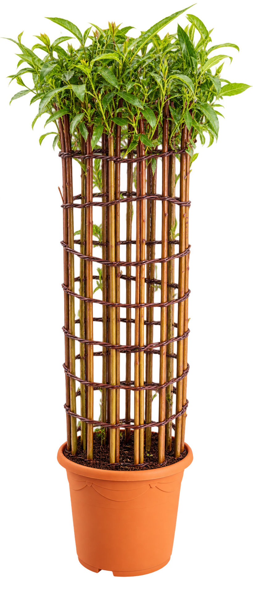 Cylinder - Red