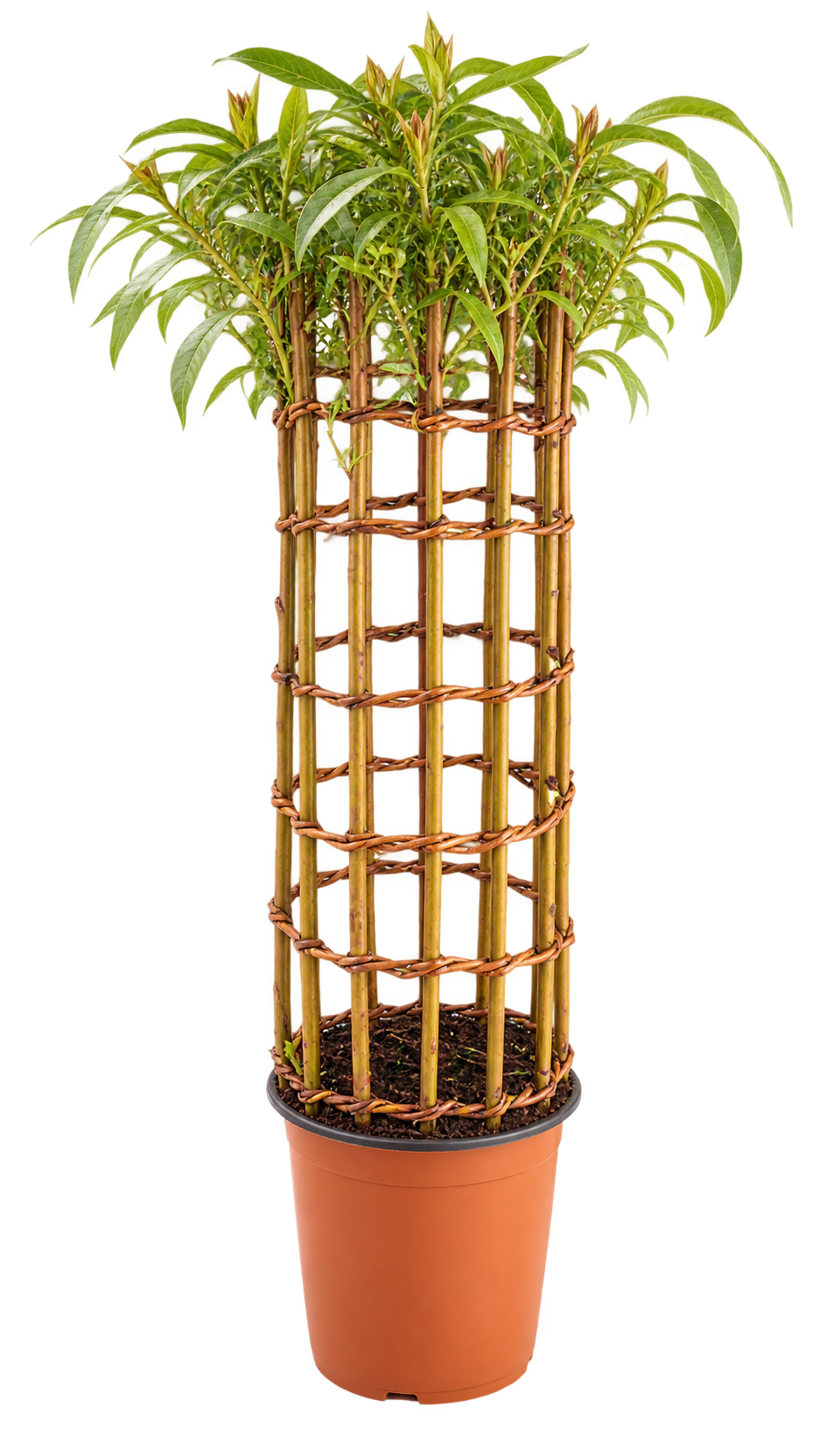 Cylinder - Red
