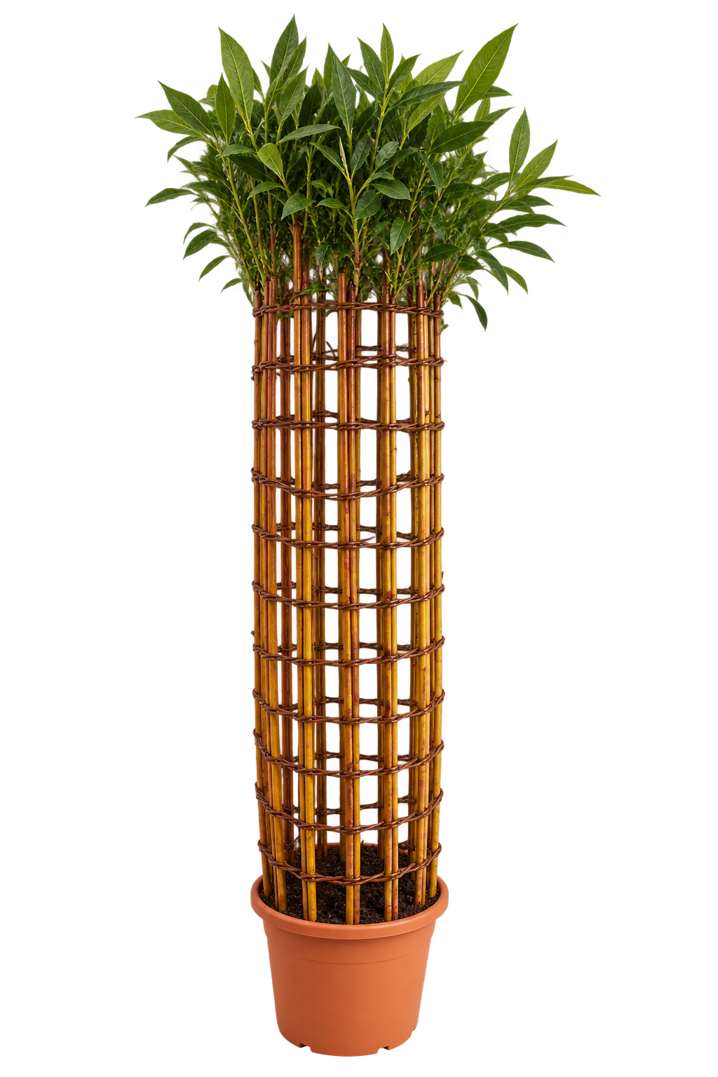 Cylinder - Yellow