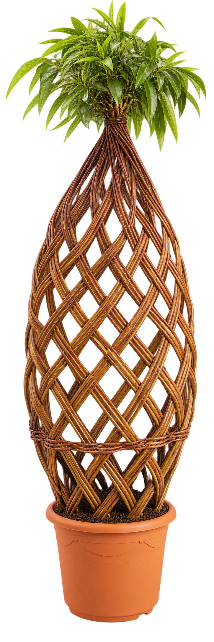 Diamond Red 1