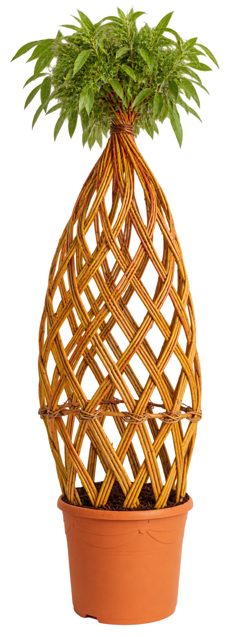 Diamond Yellow 1