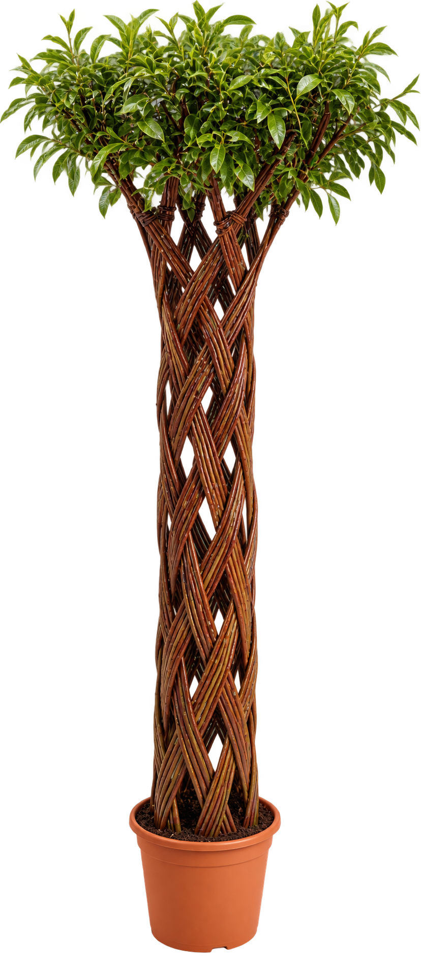 Harlekin Red 2