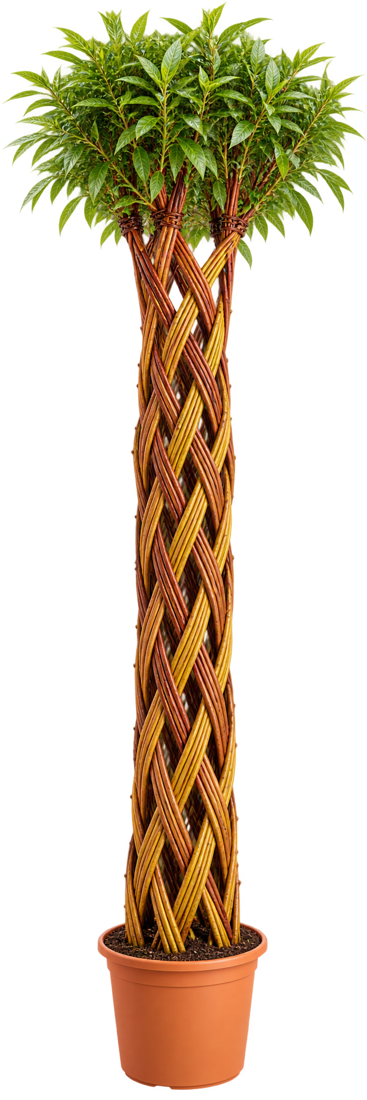 Harlekin Yellow 1