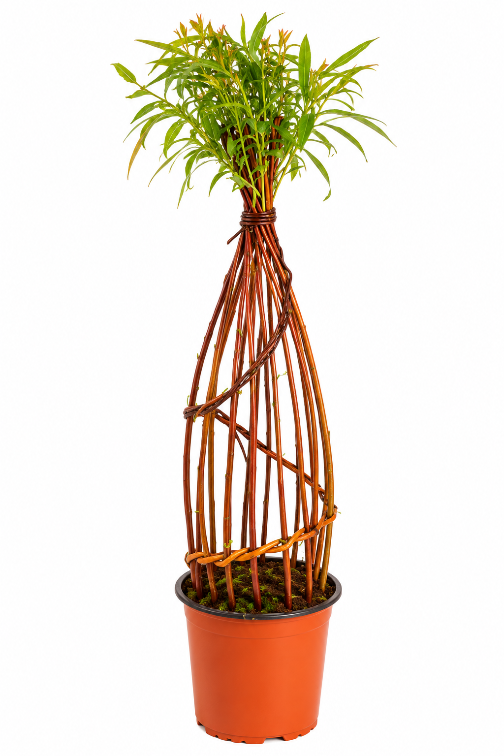 TiPi Red 1