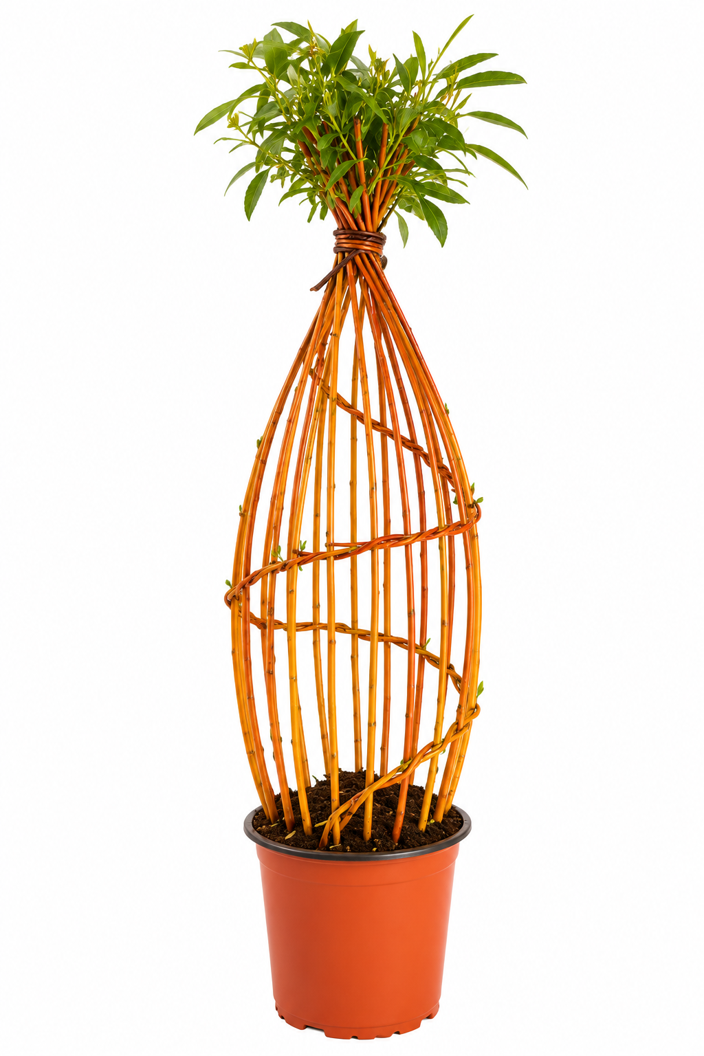 TiPi Yellow 1