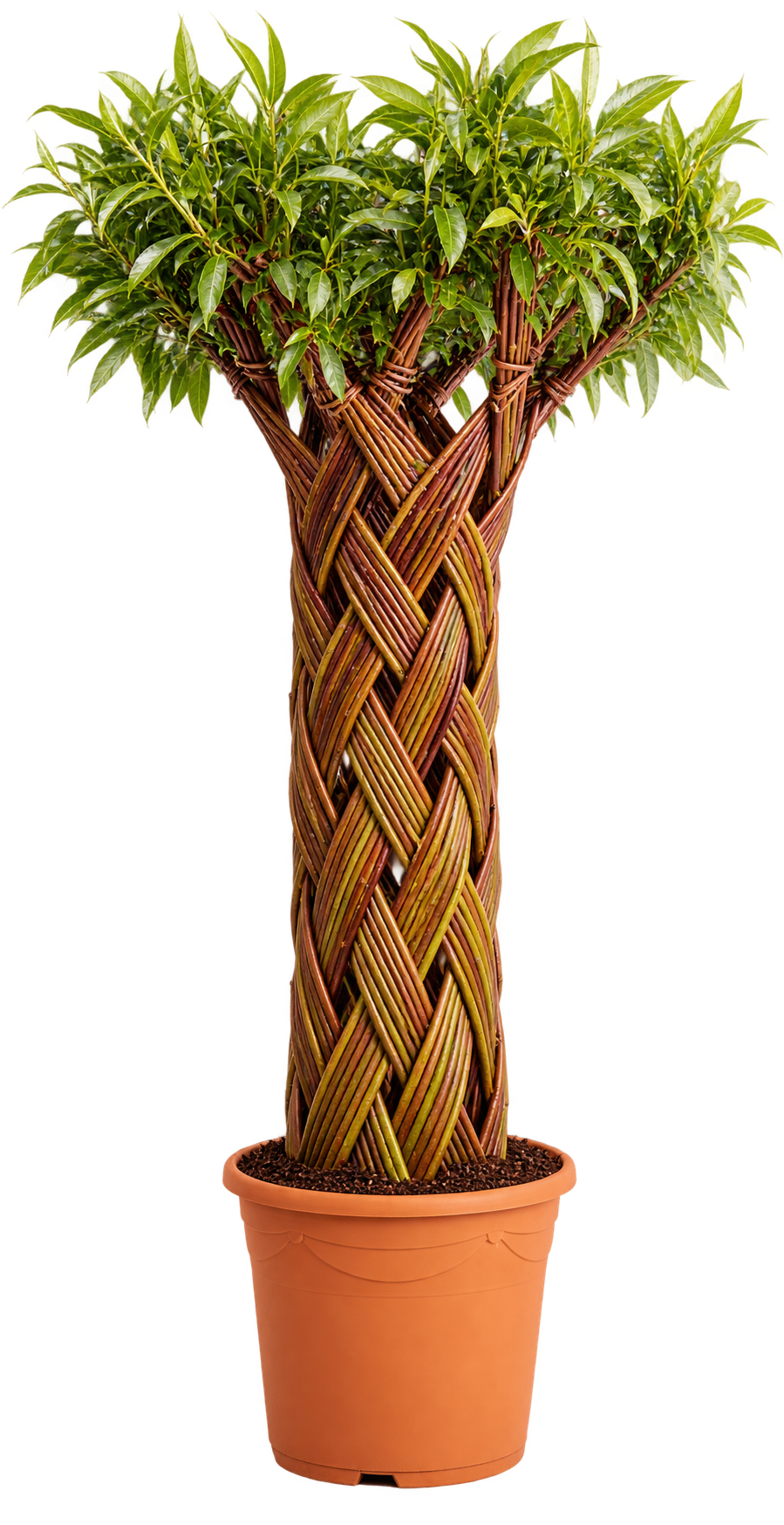 Tightly Wowen 1
