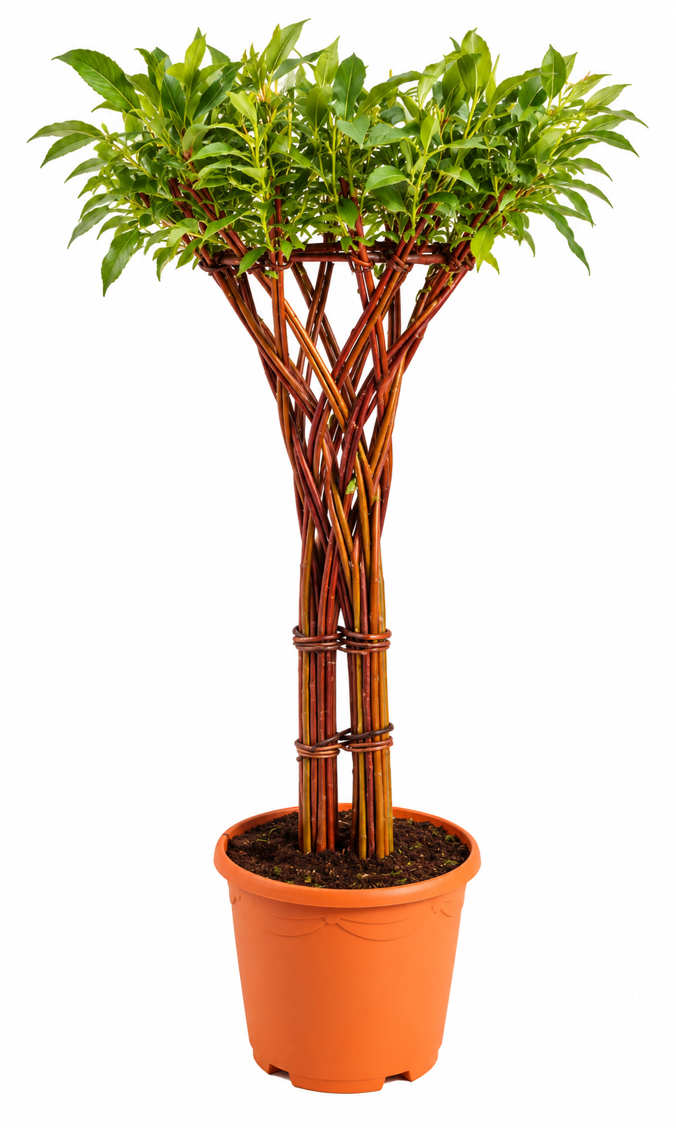 Vase - Red