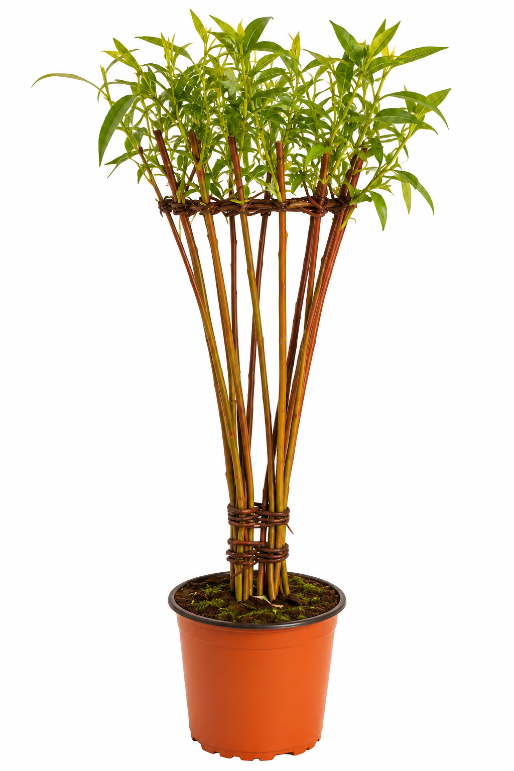 Vase Red 2