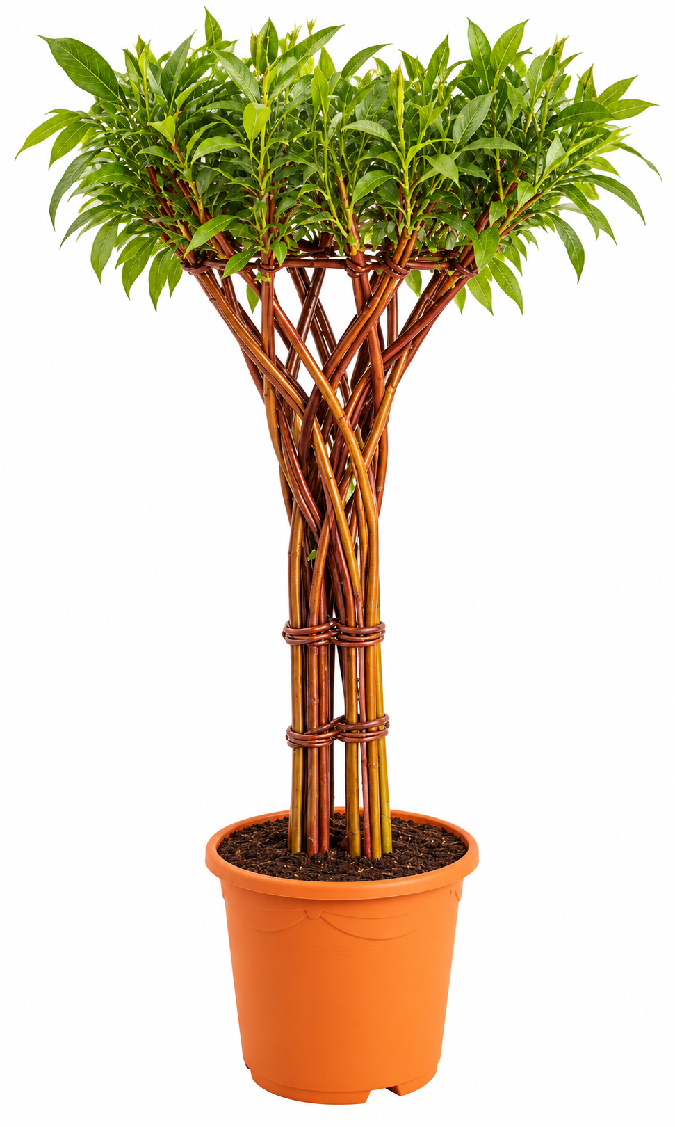 Vase Red 3