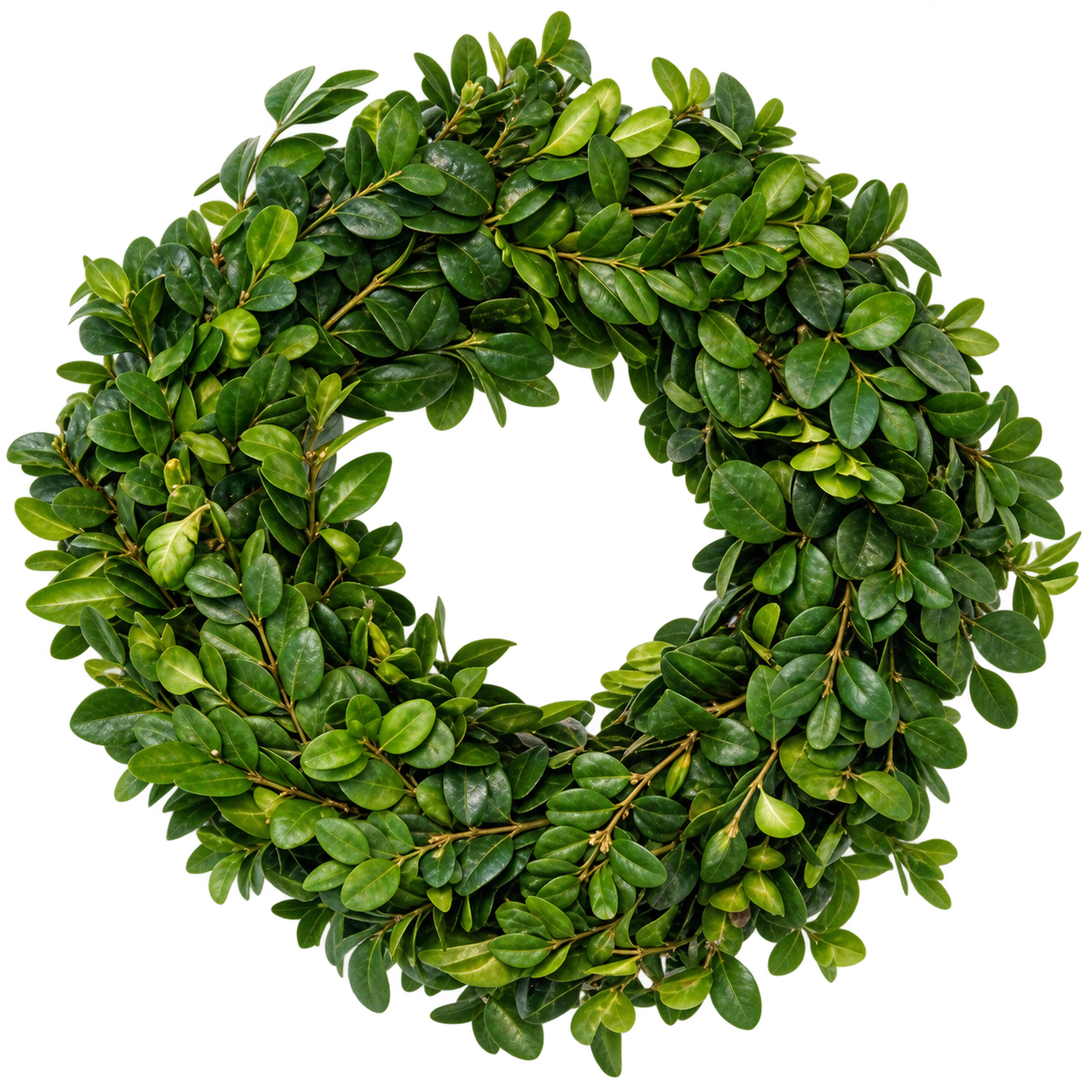 Buxus